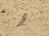 Wryneck
